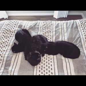 Tarte Comestics- Pin Up Eyeshadow